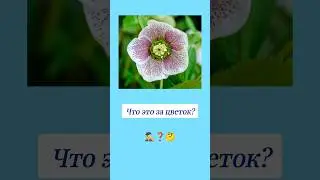 Как называется этот цветок? 🤔 #вопросы #цветы #эрудиция #эрудитплюс