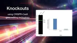 Unlock the Potential of Proteomics Research with Thermo Fisher Scientific's Validated Antibodies