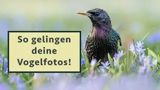 Vögel ansprechend fotografieren - Praxis-Tipps für bessere Bilder (Vortrag Naturfototage Hunsrück)