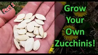 Growing Zucchinis The Right Way - Part 1 of 3