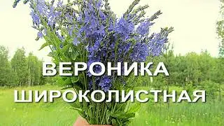 Противогрибковые травы- вероника широколистная. Грибок ногтей, стопы и им подобные.