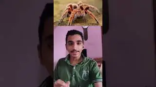 #shorts Music creation from spider web | Research news 1 | Gopal Kulkarni | IISER-TVM |