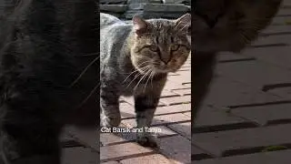 ✨Барс идет✨ Barsik is coming✨ #catvideos #barsik #catcute #cat