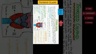 Thyroid