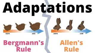 Bergmanns Rule and Allens Rule explained