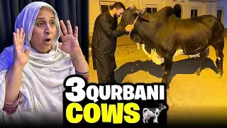 ALLHUMDULILAH 3 Janwar or ly liye🐄Qurbani Done..🙏🏻