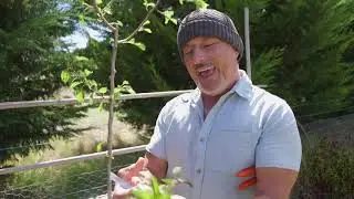 Bud Grafting Fruit Trees