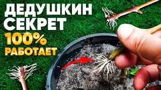 🌱МЕТОД УКОРЕНЕНИЯ любой палки! РАБОТАЕТ 100%