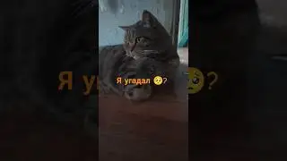 Феликс угадал? 😁?