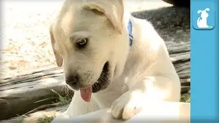 Tiny Labrador Puppies Keep Rolling Over - Puppy Love