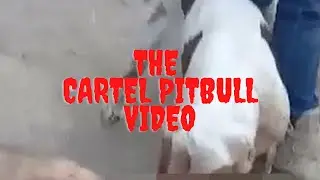 The Cartel Pitbull Castration Video | A Case Of Cartel Justice?