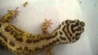 Feeding my leopard gecko beetles