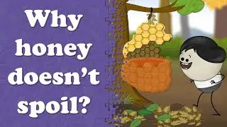 Why honey doesnt spoil? | #aumsum #kids #science #education #children