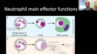 Neutrophils in Inflammation and Autoimmunity