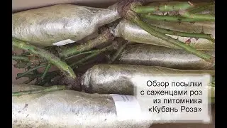 Саженцы роз из питомника Кубань Роза - обзор посылки