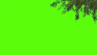 tree green screen (chroma key )