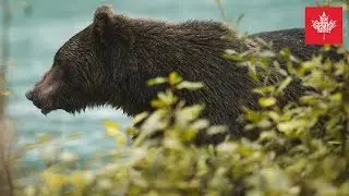 GRIZZLYS FOTOGRAFIEREN IN BRITISH COLUMBIA  📷  Benjamin Jaworskyj