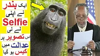 ' Monkey Selfie ' Copyright Dispute - A Strange Story