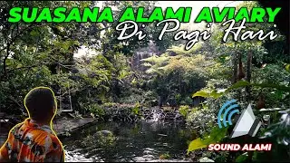 SOUND ALAMI..! BEGINILAH SUASANA HUTAN TROPIS AVIARY DI PAGI HARI.. SEMUA BURUNG LANGSUNG BERKICAU