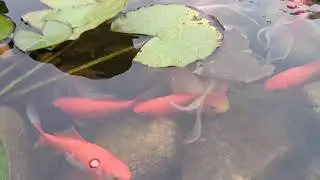 Одесса Шабо . пруд Карпы кои ( koi carp ) Белгород Днестровский