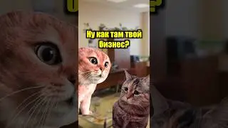 Кошачий бизнес 😿