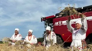 Жатва-2024: в Горецком районе проводят праздник первого снопа «Зажинки»