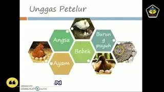 PKWU kelas XII Desain produk hasil budidaya unggas petelur