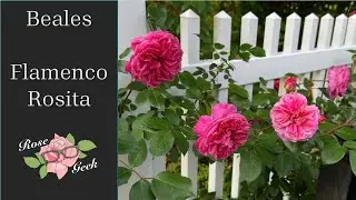 🌹 Flamenco Rosita Climbing Rose / Peter Beales / Zone 8a/ Ivor's Rose/ Beadonald