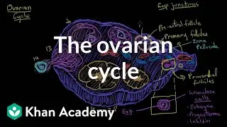 The ovarian cycle | Reproductive system physiology | NCLEX-RN | Khan Academy