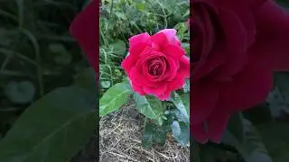 Первогодка Роза Кроненбург #rose