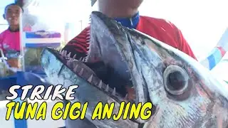 Battle Predator Laut Sumbawa Besar | MANCING MANIA STRIKE BACK (23/12/23) Part 1