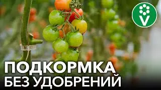 ПОМИДОРЫ, ПЕРЦЫ И ОГУРЦЫ ПРЕОБРАЗЯТСЯ НА ГЛАЗАХ после этой подкормки без удобрений!