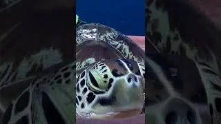 Adorable Sea Turtle Naps in Sponge!