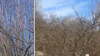 PRUNING and topping an “apple tree” to get more fruit