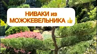 ✅НИВАКИ из МОЖЖЕВЕЛЬНИКА ОБЫКНОВЕННОГО - ЛЕГКО СВОИМИ РУКАМИ 👍