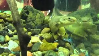 Amazing fish and crab which changes the shell. Удивительные рыбки и краб, который меняет панцирь.