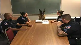 You Would Want a German Shepherd dog after Finishing this Video - Funny and Cute GSD