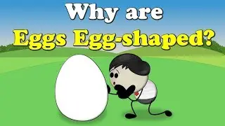 Why are Eggs Egg-shaped? + more videos | #aumsum #kids #science #education #children