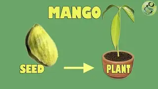 Mango seed Germination - Easily grow Mango Tree from Seed - with Time Lapse and Result