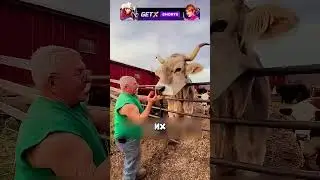 ФЕРМЕР СПАС БОЛЬШОГО БЫЧКА🐮💖