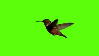 beautifull bird flying effect green screen chroma key hd