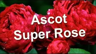 Ascot Super Rose