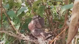 #EP19. Spotted Dove birds Feed the baby in the nest wel [ Review Bird Nest ]