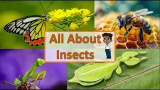 All about Insects | The amazing world of bugs | Characteristics of an insect