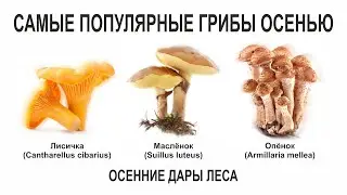 САМЫЕ ПОПУЛЯРНЫЕ ГРИБЫ ОСЕНЬЮ, ОСЕННИЕ ДАРЫ ЛЕСА