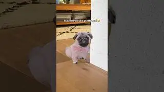 PRANKING my PUG with a FAKE pug 😂 She was NOT having it 😤  #pug #dog #funny