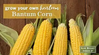 Sow Right Seeds | Bantam Sweet Corn