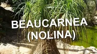 NOLINA (BEAUCARNEA)  flowering plants