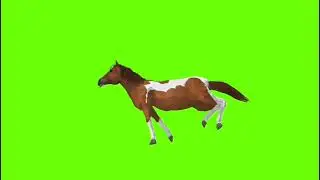 green screen horse 🐴 screen horse riding🐴 green screen horse cartoon🐴 green screen horse dance 🐴