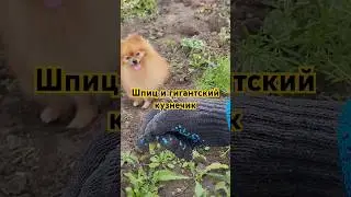 Померанский шпиц и  кузнечик-гигант